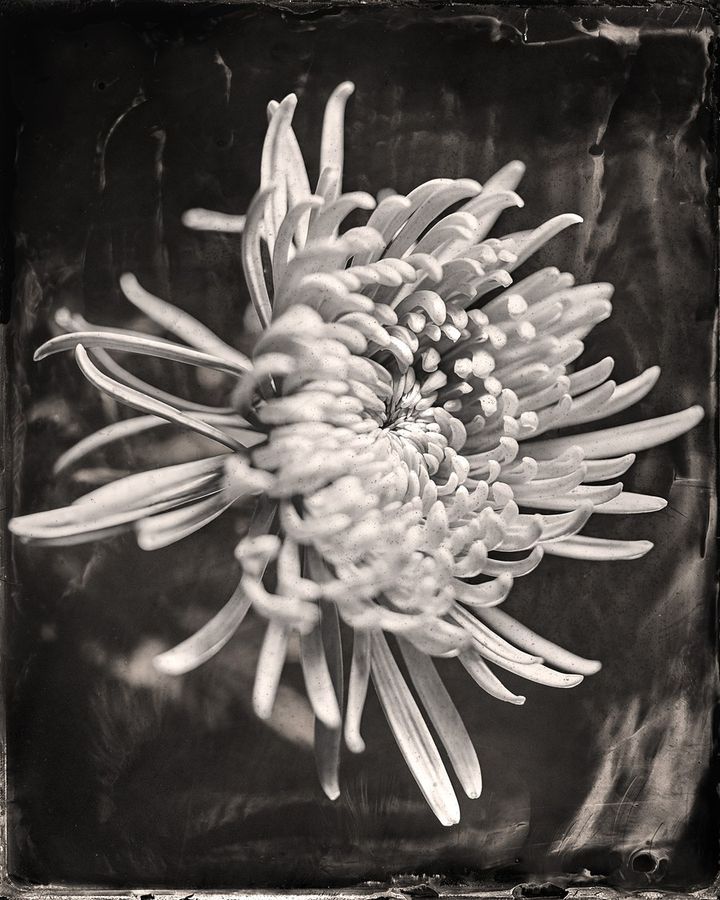 Collodion 05