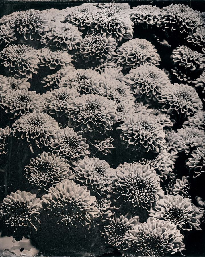 Collodion 06