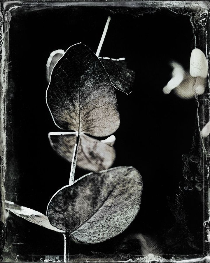 Collodion 07