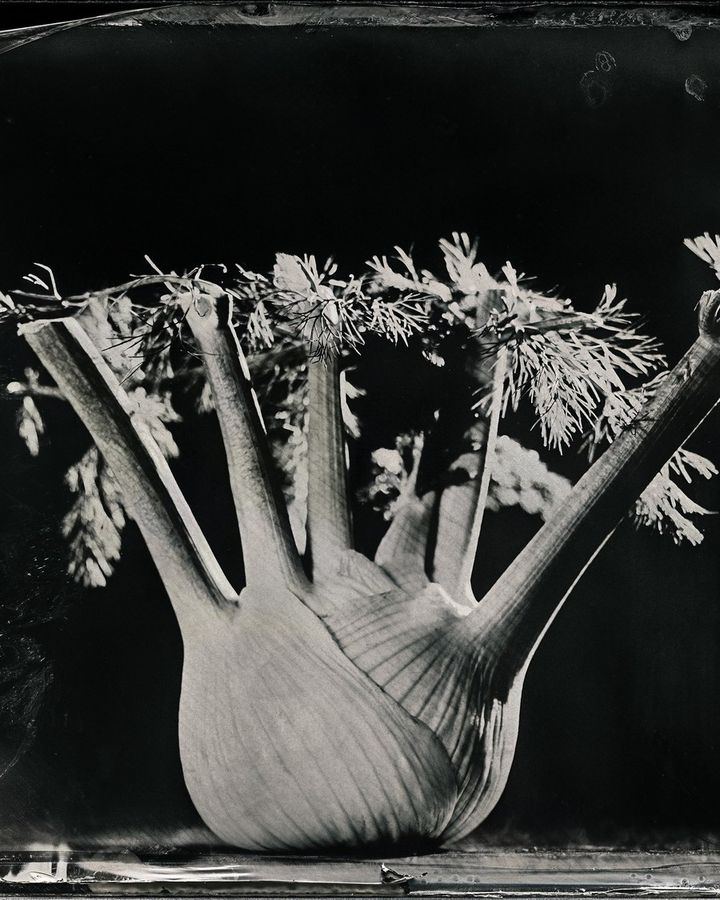 Collodion 08