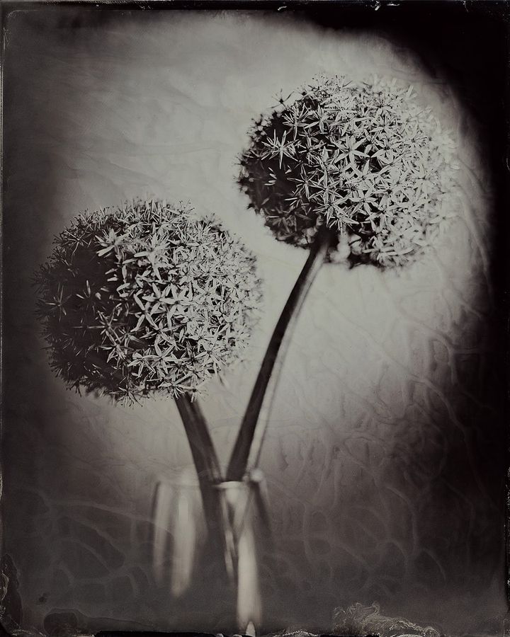 Collodion 10