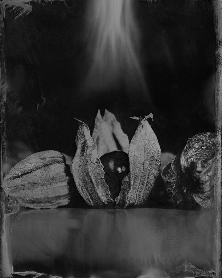 Collodion 13