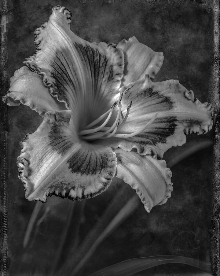 Collodion 14