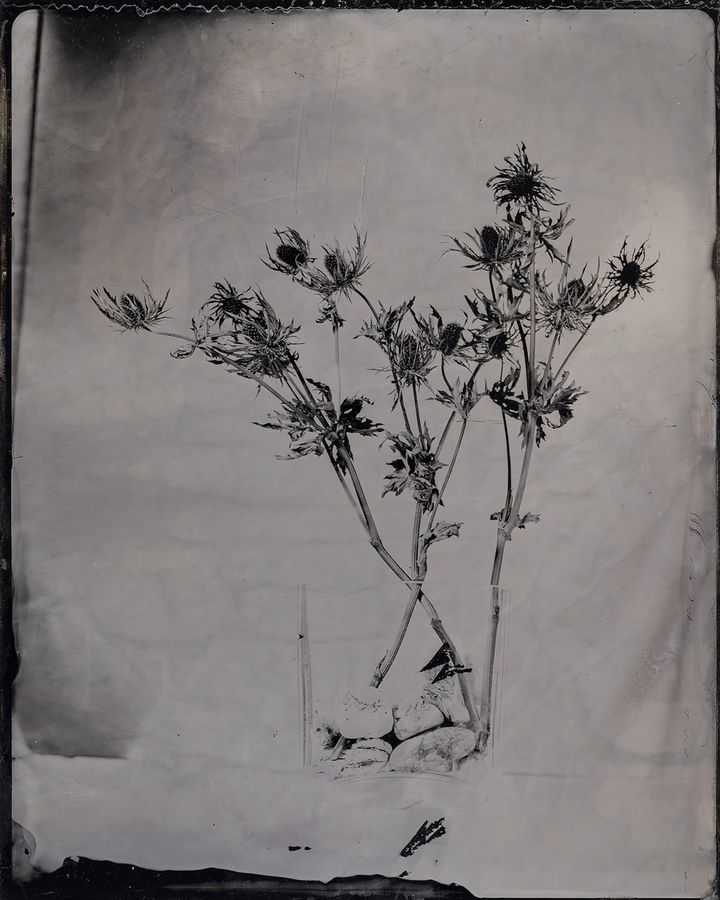 Collodion 18